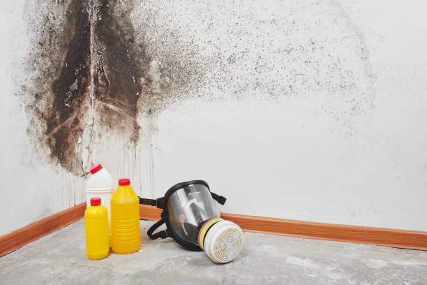 Best Residential Mold Removal  in Ellsworth, KS