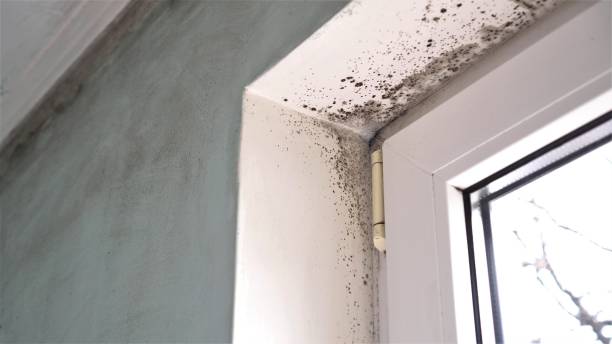 Reliable Ellsworth, KS Mold Removal Solutions