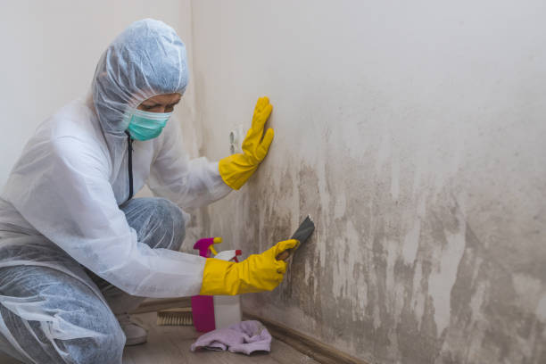 Best Local Mold Removal Service  in Ellsworth, KS