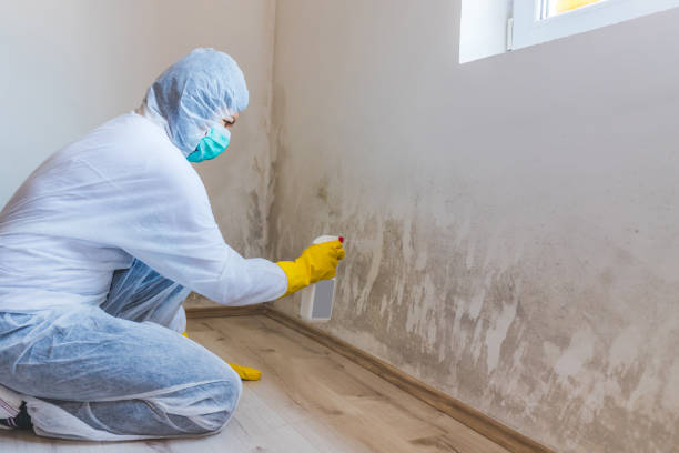 Best Home Mold Removal  in Ellsworth, KS