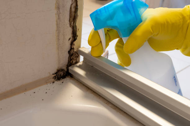 Best Same-Day Mold Removal  in Ellsworth, KS