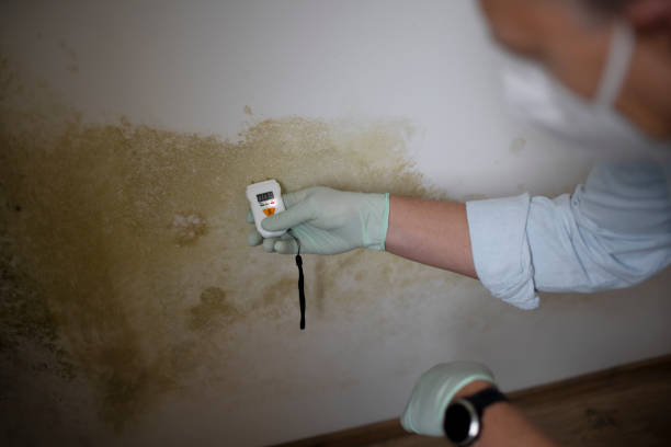 Best Toxic Mold Removal  in Ellsworth, KS