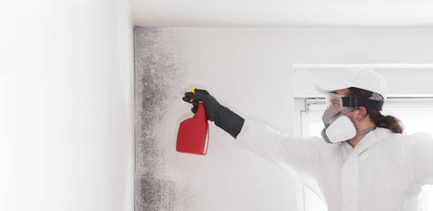 Best Best Mold Removal Companies  in Ellsworth, KS