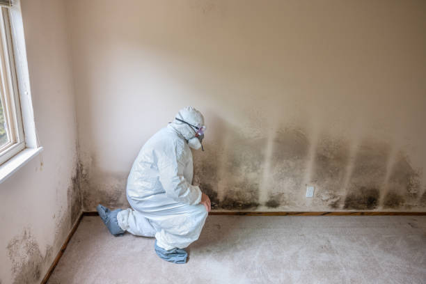 Best Black Mold Removal  in Ellsworth, KS