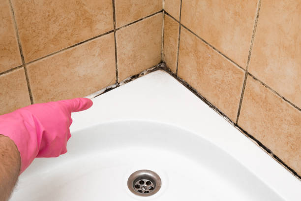 Best Certified Mold Removal  in Ellsworth, KS